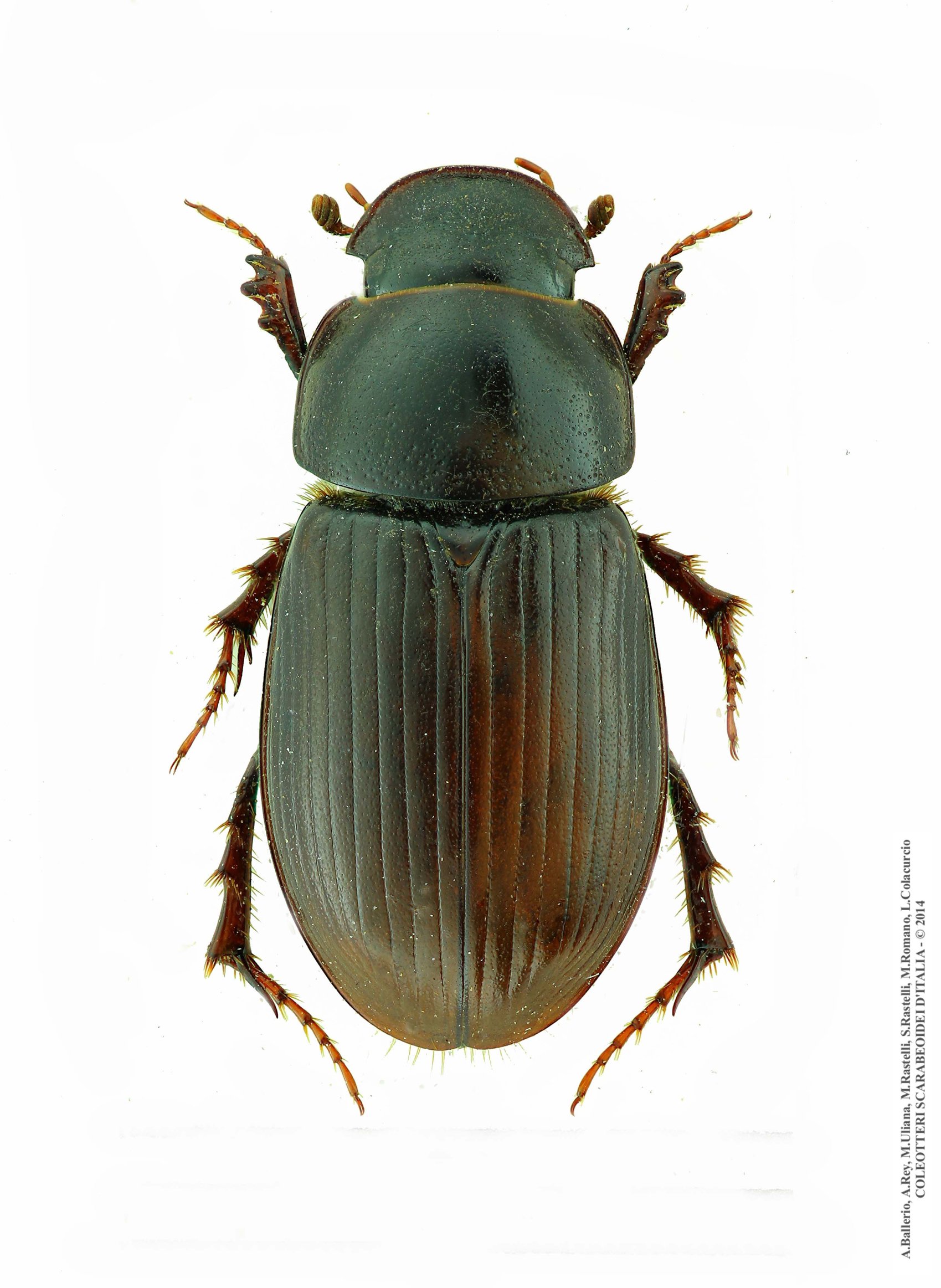 Acrossus siculus siculus, femmina